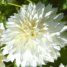 Load image into Gallery viewer, Fluerel Dahlia Tuber - FLR