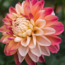 Load image into Gallery viewer, Double Jill Dahlia Tuber - DBLJ