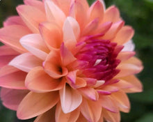 Load image into Gallery viewer, Double Jill Dahlia Tuber - DBLJ