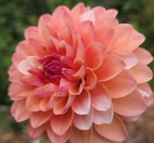 Load image into Gallery viewer, Double Jill Dahlia Tuber - DBLJ