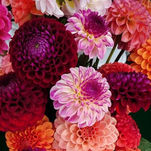 Load image into Gallery viewer, A Dahlia Value Pack (Named) - 10 Tubers
