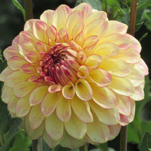Load image into Gallery viewer, Alpen Sundown Dahlia Tuber - ALPSD