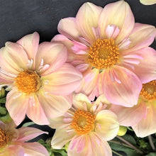Load image into Gallery viewer, Appleblossom Dahlia Tuber - APBC