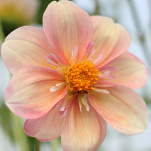 Load image into Gallery viewer, Appleblossom Dahlia Tuber - APBC