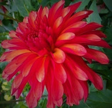 Load image into Gallery viewer, Alberta Sunset Dahlia Tuber - ALBS