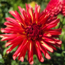 Load image into Gallery viewer, Alberta Sunset Dahlia Tuber - ALBS