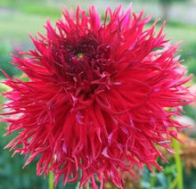 Load image into Gallery viewer, Allen's String Theory Dahlia Tuber - ALST