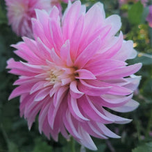 Load image into Gallery viewer, Alloway Candy Dahlia Tuber - ALLO