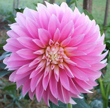 Load image into Gallery viewer, Alloway Candy Dahlia Tuber - ALLO