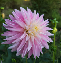 Load image into Gallery viewer, Alloway Candy Dahlia Tuber - ALLO