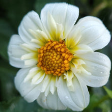 Load image into Gallery viewer, Alpen Cherub Dahlia Tuber - ALCH