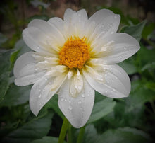 Load image into Gallery viewer, Alpen Cherub Dahlia Tuber - ALCH