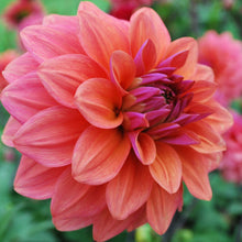 Load image into Gallery viewer, American Dawn Dahlia Tuber - AMD