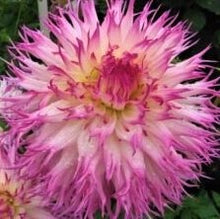Load image into Gallery viewer, Angela Dodi Dahlia Tuber - AND