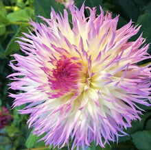 Load image into Gallery viewer, Angela Dodi Dahlia Tuber - AND