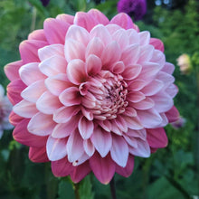 Load image into Gallery viewer, Apple Blossom (Double) Dahlia Tuber - APBD