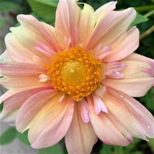 Load image into Gallery viewer, Appleblossom Dahlia Tuber - APBC