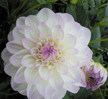 Load image into Gallery viewer, Eveline Dahlia Tuber - EVE