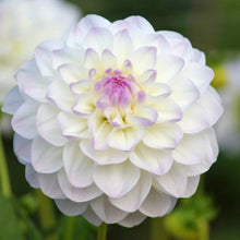 Load image into Gallery viewer, Eveline Dahlia Tuber - EVE