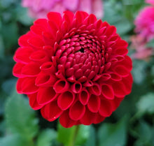 Load image into Gallery viewer, Barbarry Red Dwarf  dahlia Tuber - BBRD