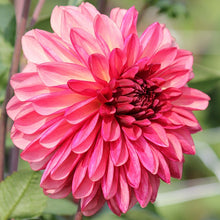 Load image into Gallery viewer, Bacardi Dahlia Tuber - BCD