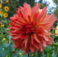 Load image into Gallery viewer, Baron Katie Dahlia Tuber - BRKT