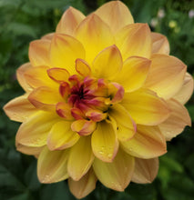 Load image into Gallery viewer, Bracken Lorelei Dahlia Tuber - BRCL