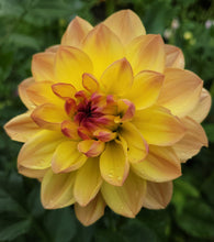 Load image into Gallery viewer, Bracken Lorelei Dahlia Tuber - BRCL