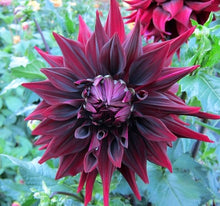 Load image into Gallery viewer, Brigitta Alida Dahlia Tuber