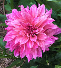 Load image into Gallery viewer, Cafe au Lait Royal Dahlia Tuber