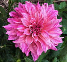 Load image into Gallery viewer, Cafe au Lait Royal Dahlia Tuber