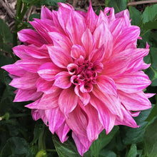 Load image into Gallery viewer, Cafe au Lait Royal Dahlia Tuber