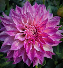 Load image into Gallery viewer, Cafe au Lait Royal Dahlia Tuber