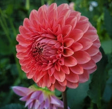 Load image into Gallery viewer, Camano Roo Dahlia Tuber - CMRO