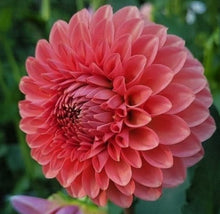 Load image into Gallery viewer, Camano Roo Dahlia Tuber - CMRO