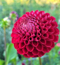 Load image into Gallery viewer, Cornel Dahlia Tuber - COR