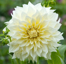 Load image into Gallery viewer, Cafe au Lait - Coffee Dahlia Tuber - CALC
