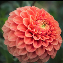 Load image into Gallery viewer, Camano Buz Dahlia Tuber - CMBZ
