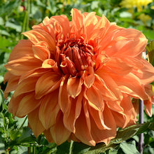 Load image into Gallery viewer, Clyde's Choice Dahlia Tuber - CLD