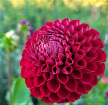 Load image into Gallery viewer, Cornel Dahlia Tuber - COR