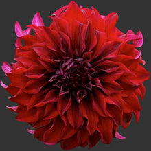 Load image into Gallery viewer, Spartacus Dahlia Tuber - SPT