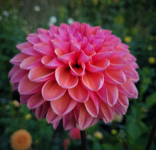 Load image into Gallery viewer, Daisy Duke Dahlia Tuber - DDK