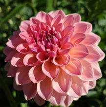Load image into Gallery viewer, Dawson Tutti Fruitti Dahlia Tuber - DTFRT