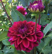 Load image into Gallery viewer, Diva Dahlia Tuber - DIVA