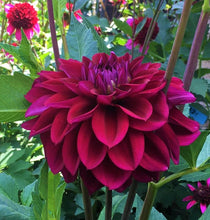 Load image into Gallery viewer, Diva Dahlia Tuber - DIVA