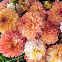 Load image into Gallery viewer, Double Jill Dahlia Tuber - DBLJ