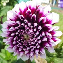 Load image into Gallery viewer, Edinburgh Dahlia Tuber - EDB