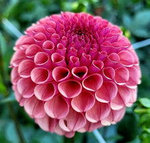 Load image into Gallery viewer, Ferncliff Rusty Dahlia Tuber - FRST