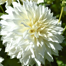 Load image into Gallery viewer, Fluerel Dahlia Tuber - FLR