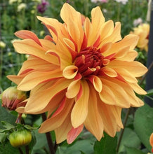Load image into Gallery viewer, French Cancan Dahlia Tuber - FCC